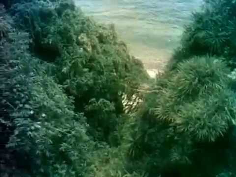 the-island-of-hawaii