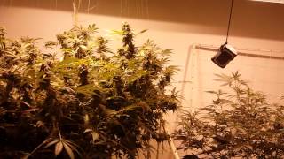 Dwc h.h.t day 53 and 1