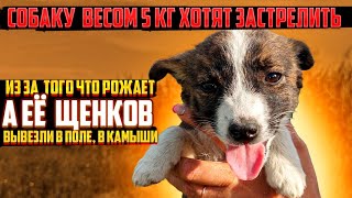 СОБАКУ ВЕСОМ 5 КГ ХОТЯТ ЗАСТРЕЛИТЬ 😱 | А ЕЕ ЩЕНКОВ ВЫВЕЗЛИ В КАМЫШИ ГДЕ НЕТ ЛЮДЕЙ😔