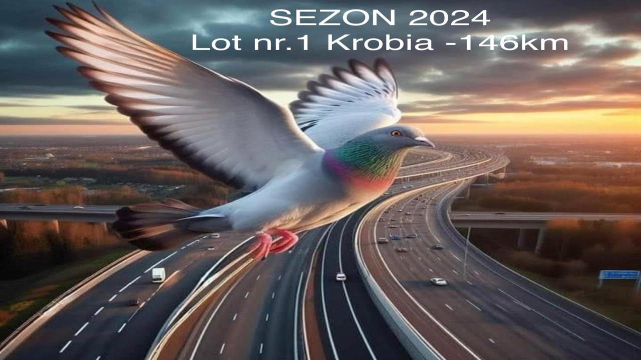 🤜 Przylot gołębi z lotu 🤛 sezon 2024 rozpoczęty 💪 YouTube