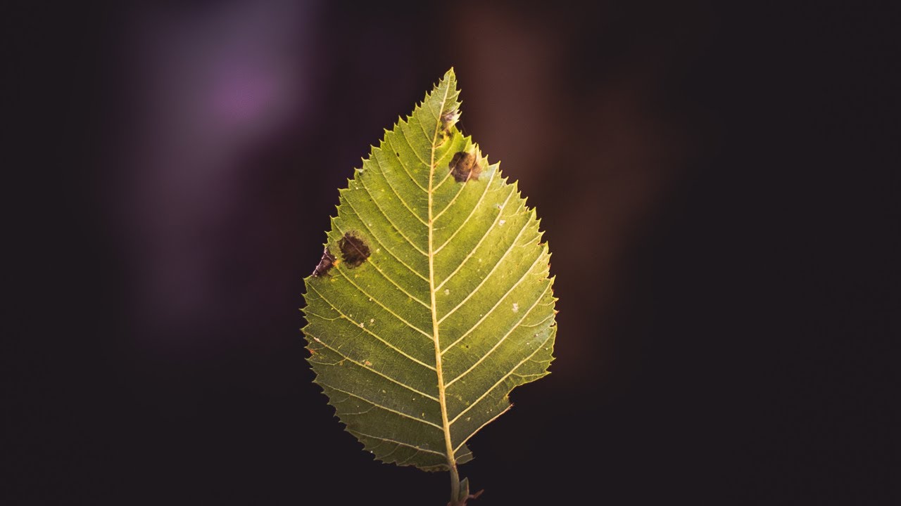 "Focus" (Prod by Spacedtime) | Free Beat | Epic Melodic Trap Instrumental 2020