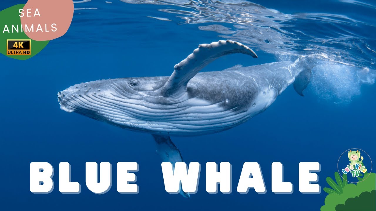 Blue whale | Animals for kids | amazing animals | sea animals ...