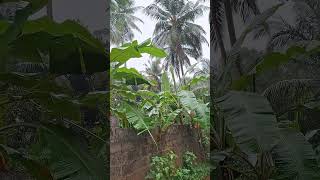 "Monsoon Magic in Kerala 🌧️