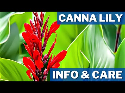 Video: How To Deadhead A Canna Lily - Haruskah Canna Lilies Menjadi Deadheaded