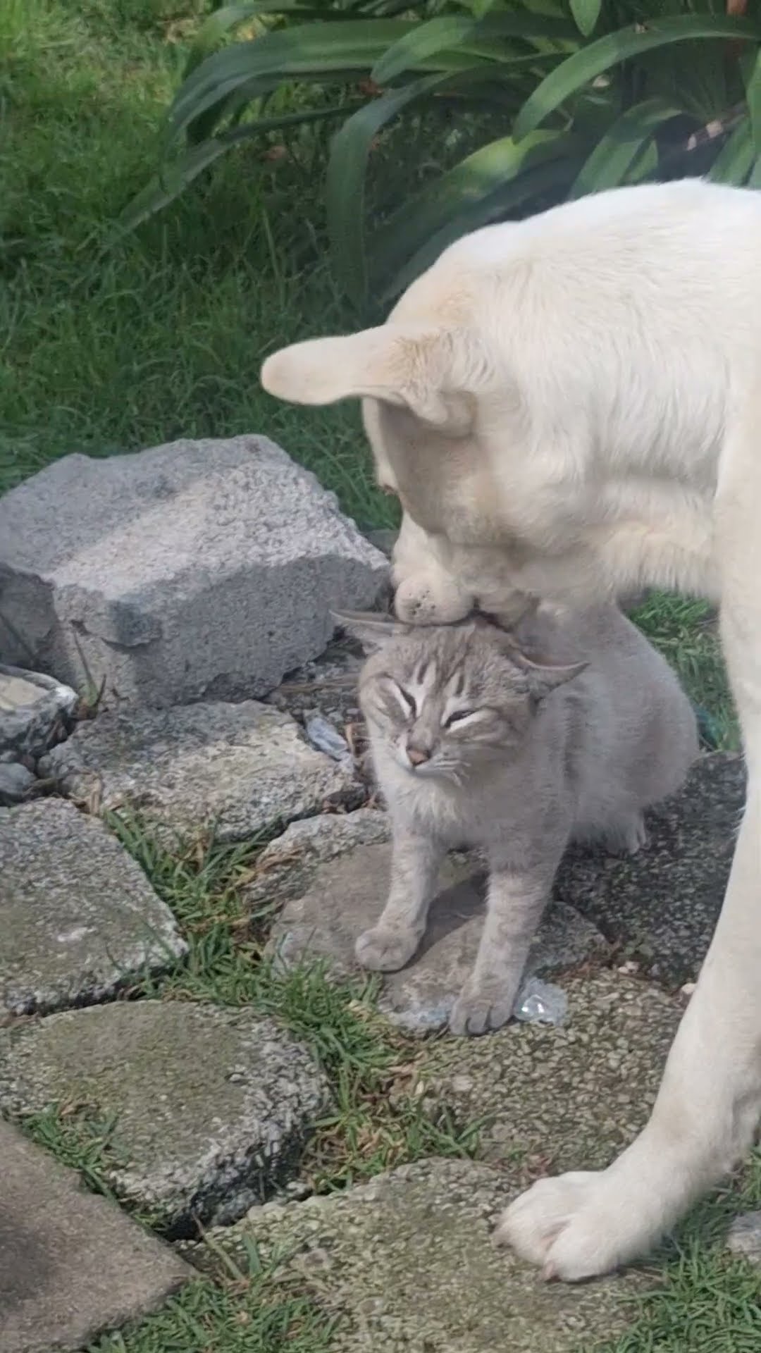 Dog Gives Cat a Very Thorough  Cleaning || ViralHog