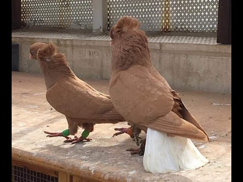 فضل شاكر الي كان حمام