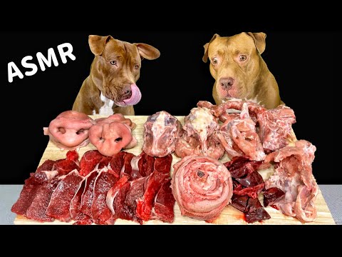 骨付き肉をバクバク食べるピットブルの咀嚼音がクセになる【ASMR】