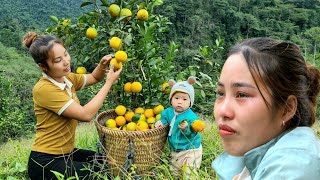 Full video 20 year old girl - building a farm, Harvesting fruits, cabbage, tomatoes, papaya for sale