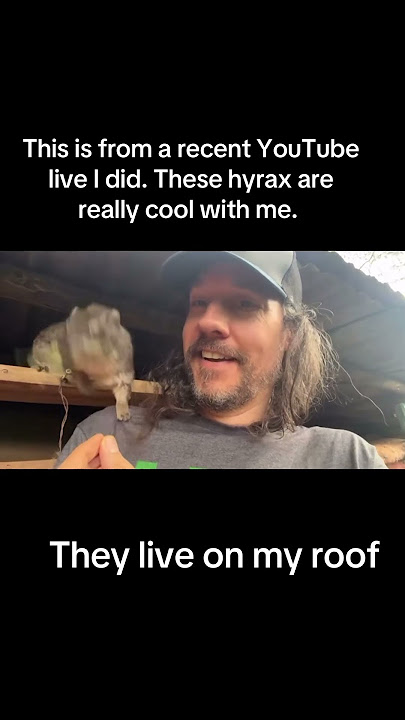 Hyraxes Love Me! #awawa #wildlife #hyrax