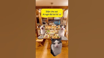 Giận cho oai , ai ngờ đói tơi tả 🤣#memecat #catshorts #kechuyen #memekechuyenne