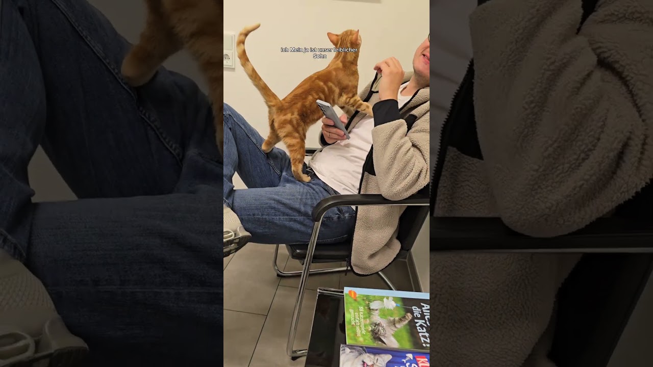 Loki beim Tierarzt  #katzen