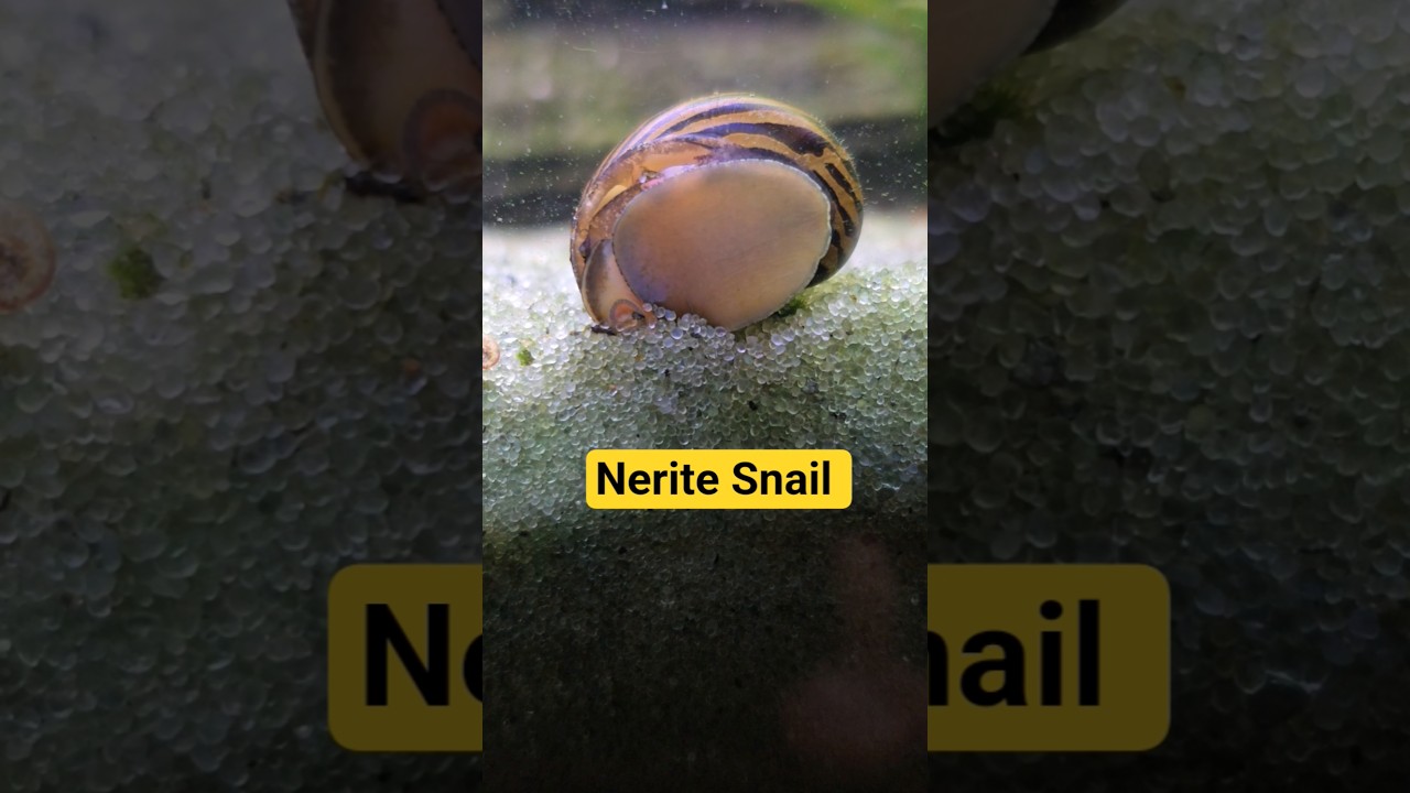🐌Nerite Snail #Shorts #Neritesnail #Snail