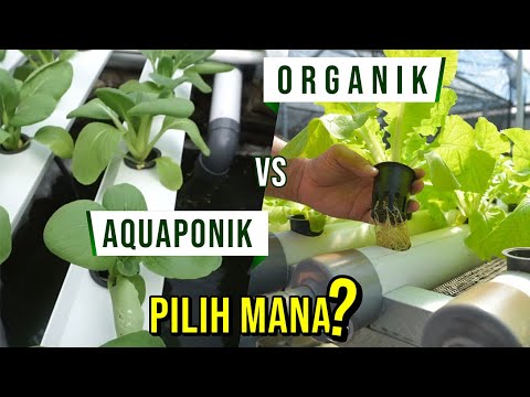 Video: Mana yang lebih baik hidroponik atau aquaponik?