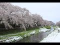 【都内、季節外れの大雪】 調布・野川の桜雪化粧