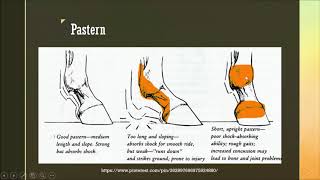 How does a horse's conformation affect its quality of movement and long-term structural health?