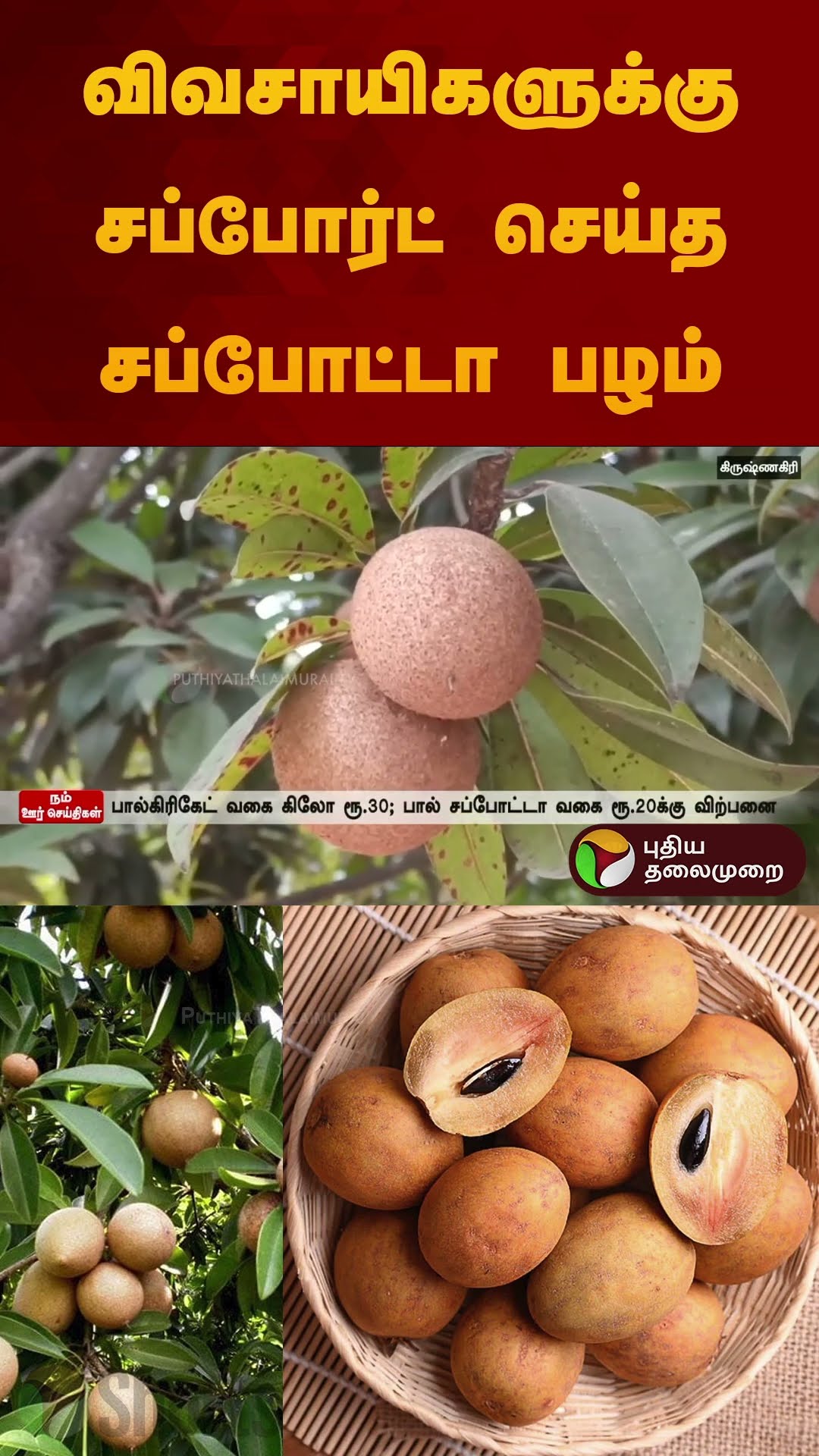 விவசாயிகளுக்கு சப்போர்ட் செய்த சப்போட்டா பழம் | #sapota | #chicoo | #fruit | #shorts