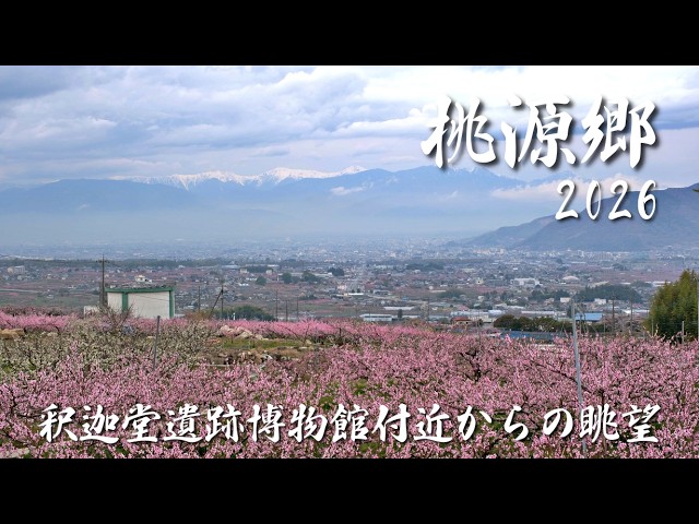 桃源郷】釈迦堂から望むピンクの絶景 2026 | Spectacular pink scenery
