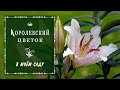 🌺🔱ЛИЛИИ - как символ королевской власти, расцвели в моем саду.