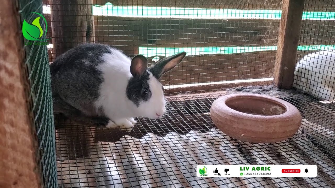 What Causes Blotting In Rabbits?with Dr. Isa Luigare