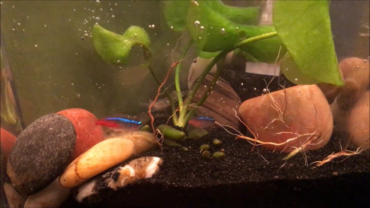 Building the Nano Tank - YouTube