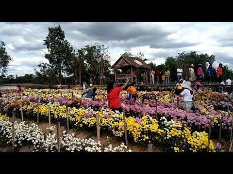วีดีโอ: ดอกเบญจมาศในสวนดอกไม้