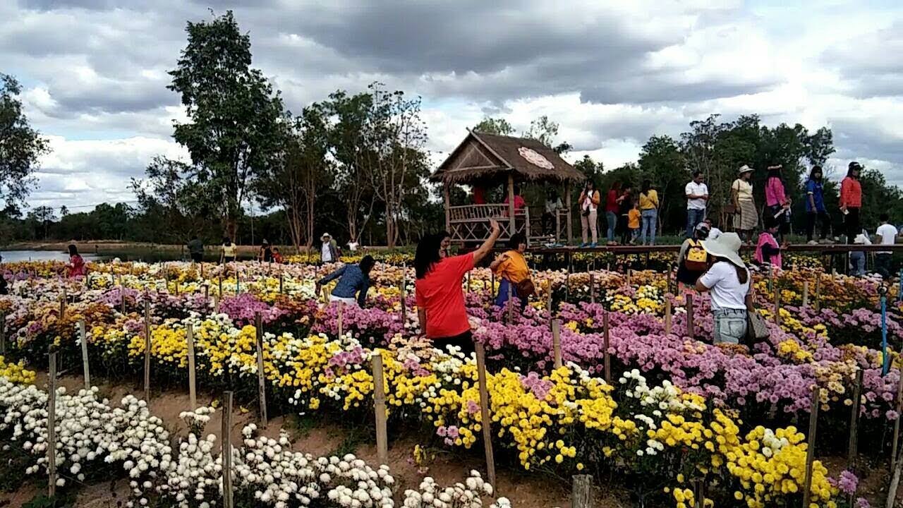 สวนดอกไม้สวยๆ ดอกเบญจมาศสวย ที่ห้วยสำราญ#สวนดอกไม้#ไม้ดอก#ไม้ประดับ