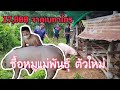 หมูแม่พันธุ์ตัวใหม่ / พาชม หมูพ่อพันธุ์ / ขุดขี้หมูมาตากแดด