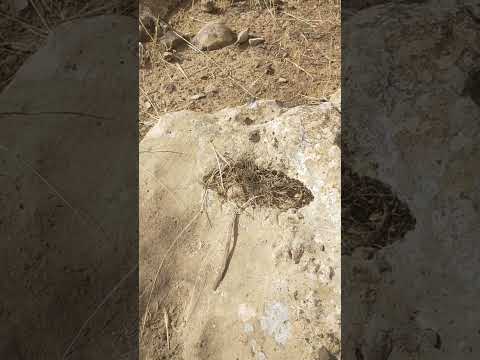 هكذا يتم تحليل الجرون عندما تكون كثيرة في موقع واحد إشارة جميلة و تثبيت بي ثلاث جرون على شكل مثلث 