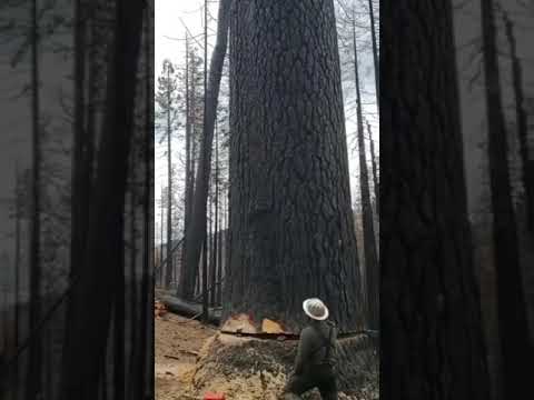 Лесорубы спилили большое дерево 🎄  #shorts