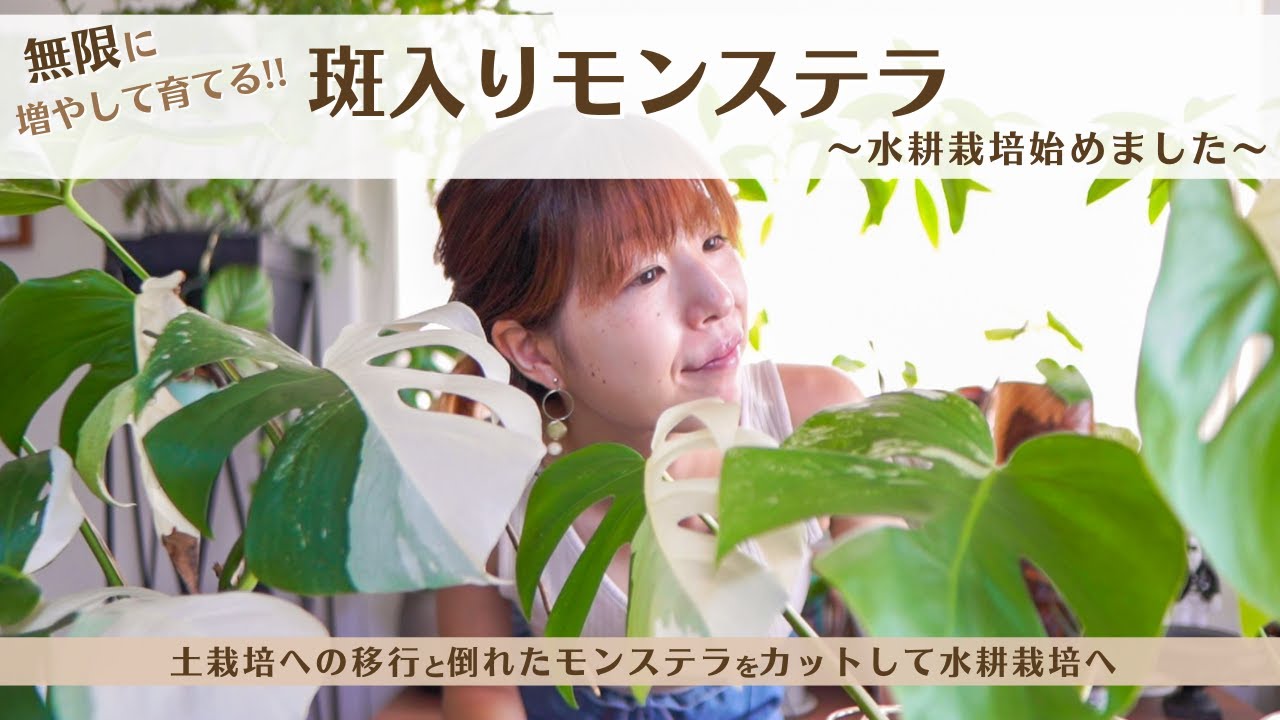 モンステラを楽しみ尽くす育成の秘訣 水耕栽培から土栽培へ 斑入りモンステラ育成シリーズ始動 Youtube