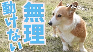 あるものが苦手すぎて挙動不審になってしまったコーギー犬 by コギチューブ【犬と猫のゆるい生活】 31,181 views 1 month ago 8 minutes, 48 seconds