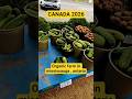 ##travelorganic farm in mississauga onatrio canada #canada #vegetables ##organicfarming ##