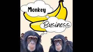Download Lagu Monkey Business Episode 3: Golden Snub Nosed Monkeys Download Lagu Monkey Business Episode 3: Golden Snub Nosed Monkeys