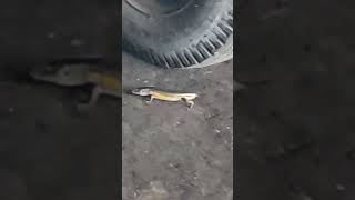 Kandal buntung #kadal