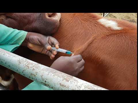 Video: 3 būdai, kaip užkirsti kelią gyvūnų išnykimui