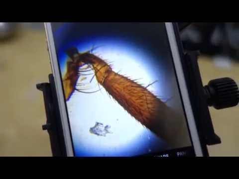 Levenhuk 50L Plus Microscope &amp; Phone Adapter REVIEW
