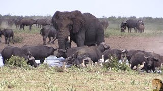 Large Buffalo Herd Invades Waterhole With Elephant