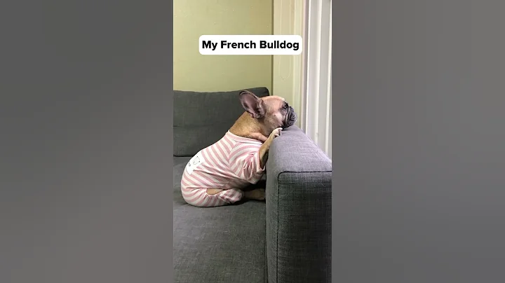 Which French Bulldog Is Your Spirit Animal? 😂 - DayDayNews