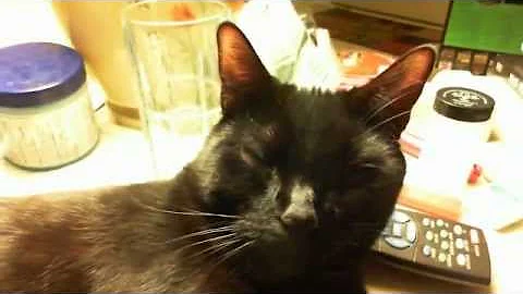 Video 11739371: bombay cat, sleepy cat, pets