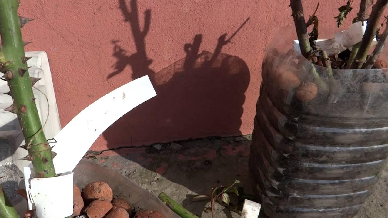Как сохранить розу в подвале до весны. Розы в прикопе. прикопка роз на зиму. как сохранить в подвале выращенные розы черенкованием зимой.