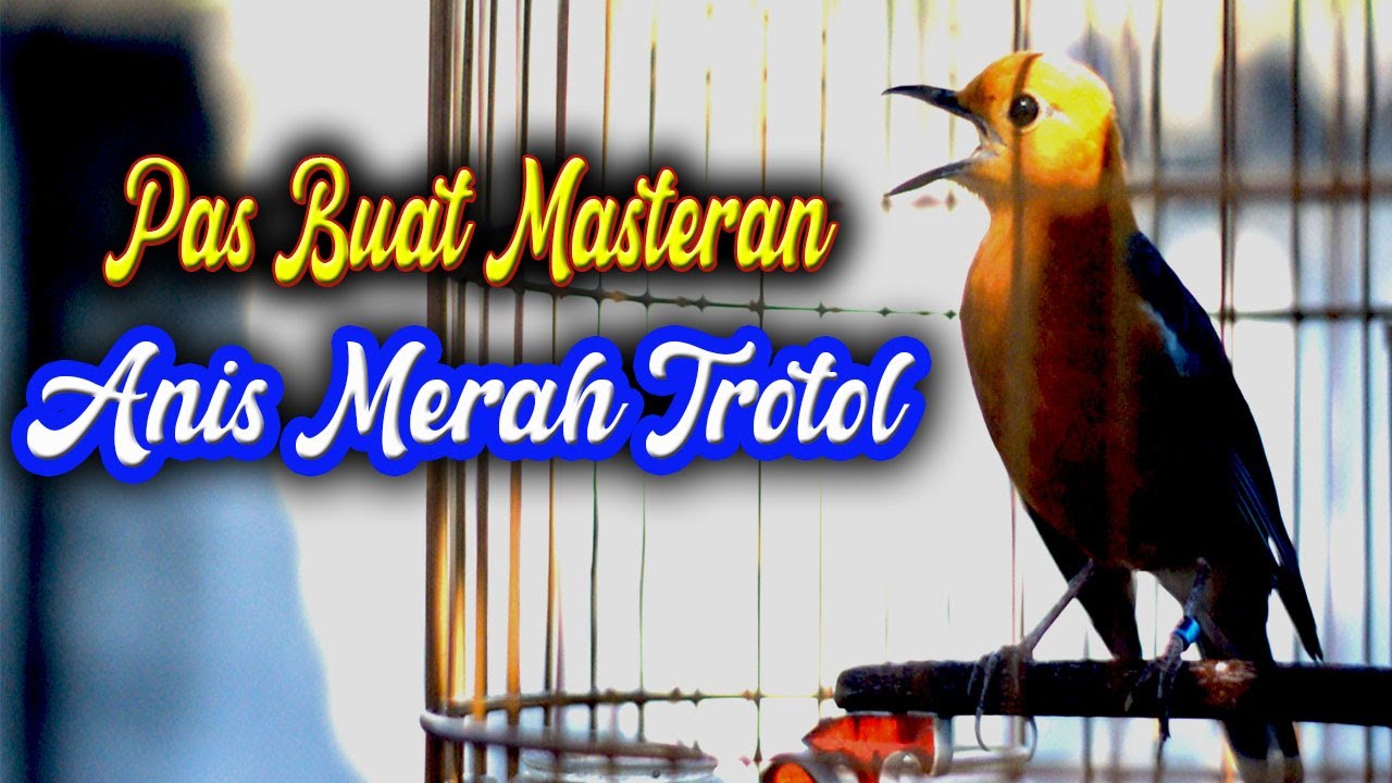 ANIS MeRAH ISIAN MEWAH, MASTErAN ANIS MERAH