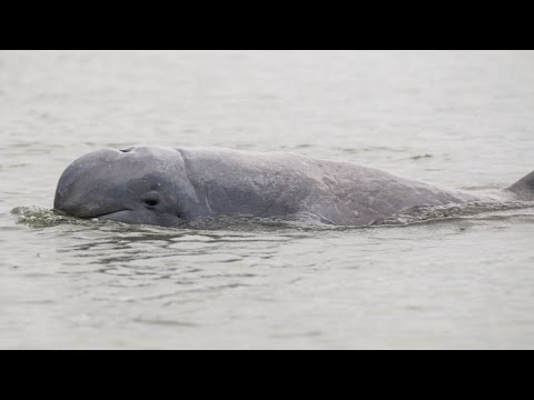 Irrawaddy dolphin is close to extinction