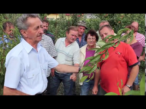 Video: Výsadba broskýň na jeseň. prerezávanie broskýň