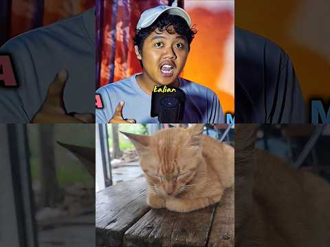 Backsound ini sebenarnya suara asli dari kucing 🐱 #kucing