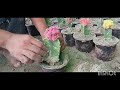 How to grow cactus and care tips for beginners.