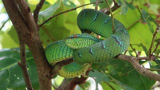 Facts About Philippine Pit Viper