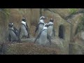 Penguins in gujarat  science city ahmedabad brings them from south africa for its aquatic gallery
