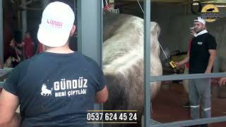 Gündüz Besi̇ Çi̇ftli̇ği̇
