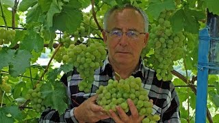 видео Фунгициды для винограда: что и когда применять