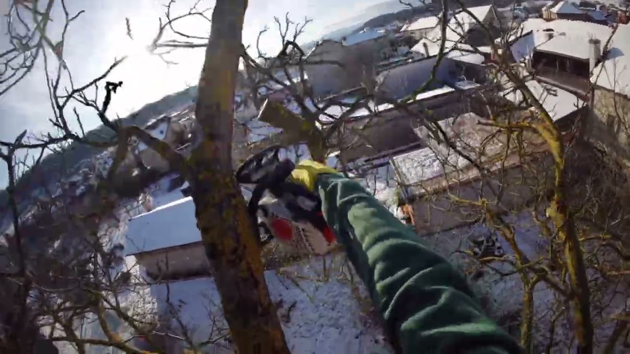 Walnut Tree Cutting with Stihl ms 151 tc🌲🪵